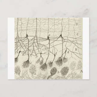 Cajal's Neurons 8 Postcard