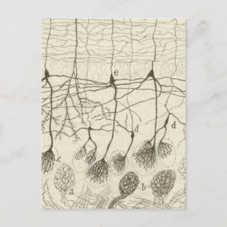 Cajal's Neurons 8 Postcard