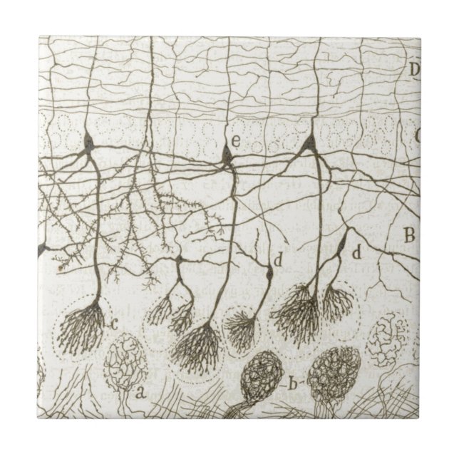 Cajal's Neurons 8 Tile (Front)