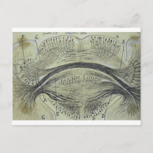 Cajal's spinal neurons - 5 postcard