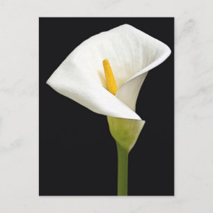Cala Lillies Postcard