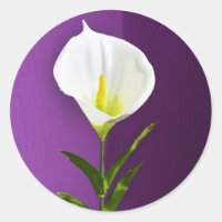 Cala Lily Flower