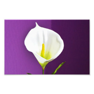 Cala Lily Flower Photo Print