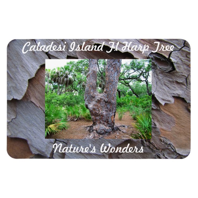 Caladesi Island Fl Harp Tree  Premium Flexi Magnet (Horizontal)