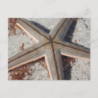 Caladesi Island Starfish Postcard