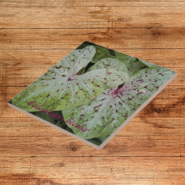 Caladium Bicolor Leaves Floral Tile (In Situ)