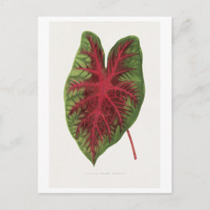 Caladium bicolor splendens leaf illustration. postcard