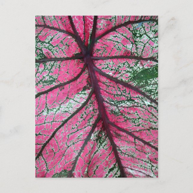 Caladium Red and Green Leaves Floral Photo Postcard (Front)