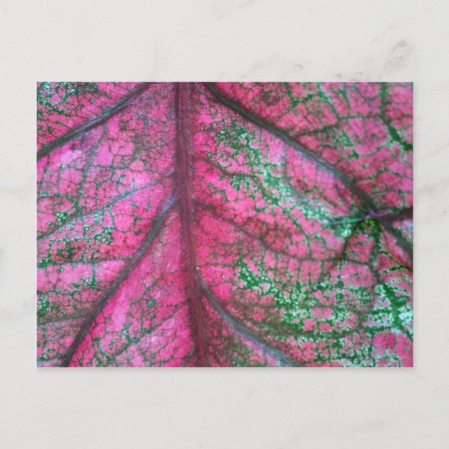 Caladium Red and Green Leaves Photo Postcard (Front)