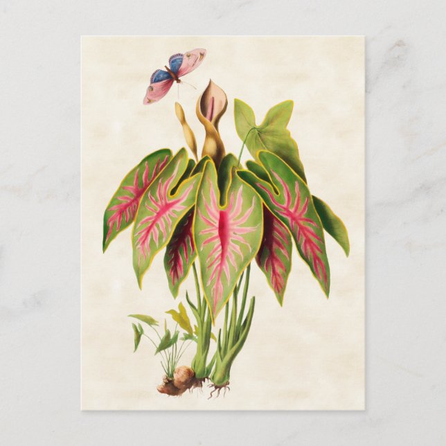 Caladium Vintage Botanical Postcard (Front)