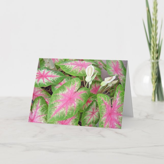 Caladiums Card (Front)
