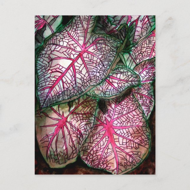 caladiums-large postcard (Front)