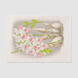 Calanthe Regnieri (Orchid) by Jean Jules Linden Tissue Paper