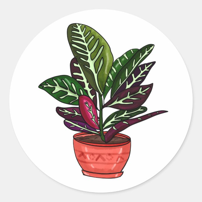 Calathea Hand Drawn Houseplant Art Classic Round Sticker (Front)