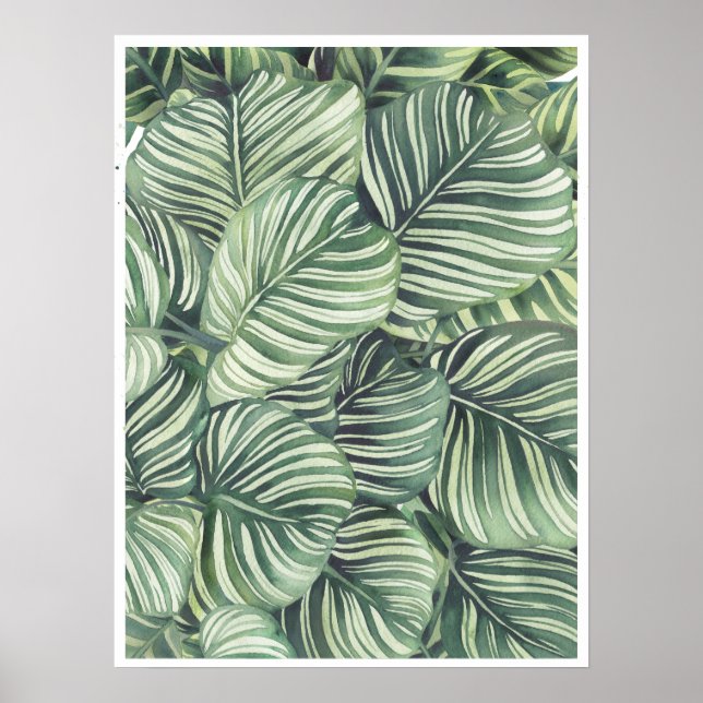 Calathea Orbifolia Watercolor iluustration Poster (Front)