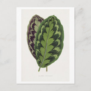 Calathea Veitchiana leaf illustration Postcard
