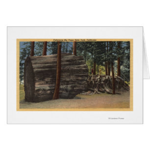 Calaveras Big Trees State Park