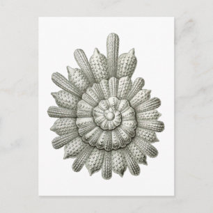 Calcarina clavigera Ernst Haeckel Fine Art Postcard