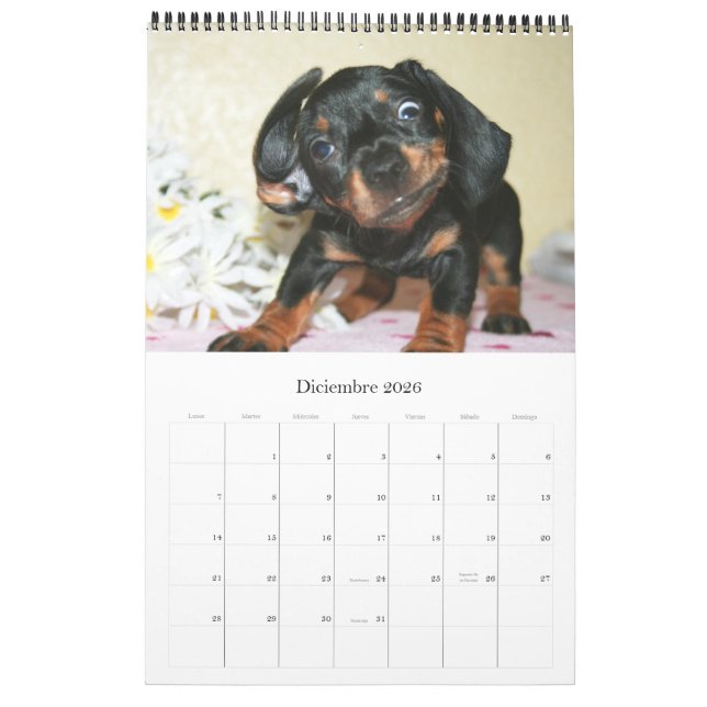 Calendar 2017 Puppy Dachshunds (Dec 2026)