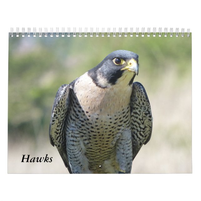 Calendar 2021 12 months, Hawks (Cover)