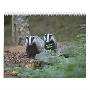 Calendar Badgers Calendar Badgers Forest Forest
