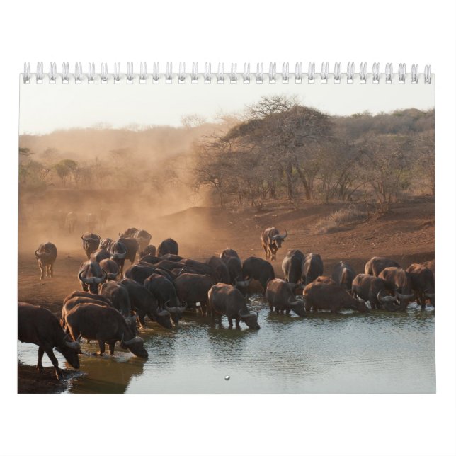 Calendar Buffalo Calendar Buffalo Animal (Cover)