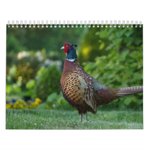 Calendar Faisan, Calendar Pheasant