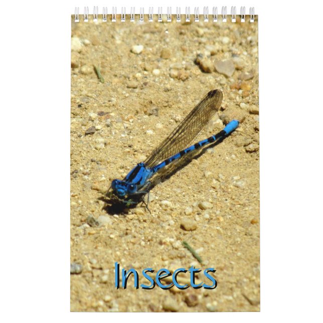 Calendar - Insects with Fly (Cover)