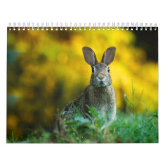Calendar Rabbit Hare, Calendar Rabbit Hares