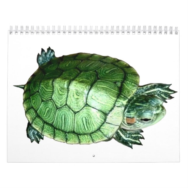 Calendar  Turtle (Cover)