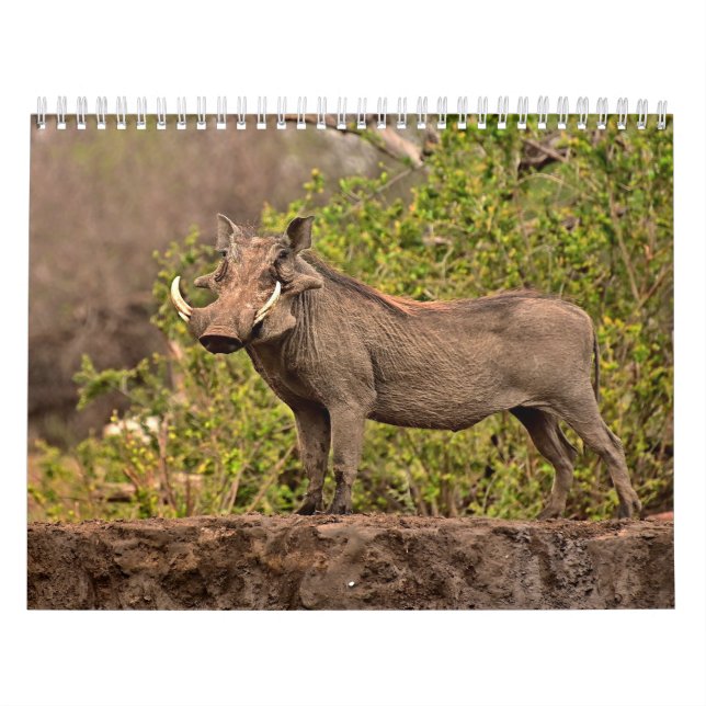 Calendar Warthog Calendar Warthog (Cover)