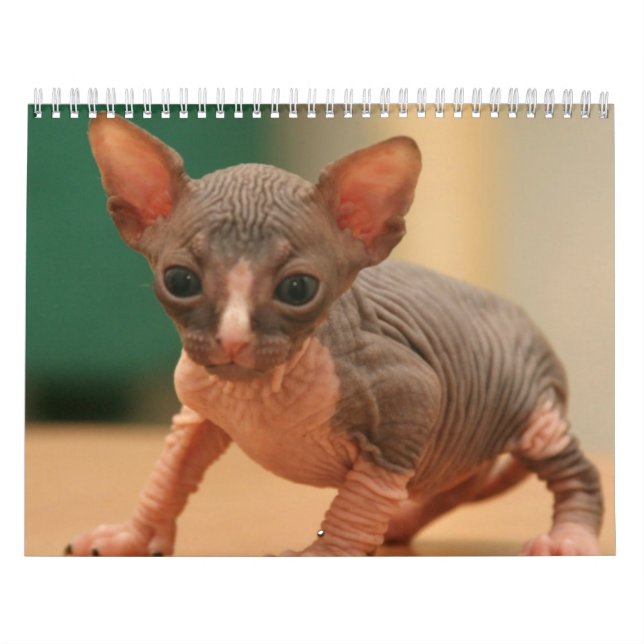 Calendar with a cute sphynx kittens (Cover)