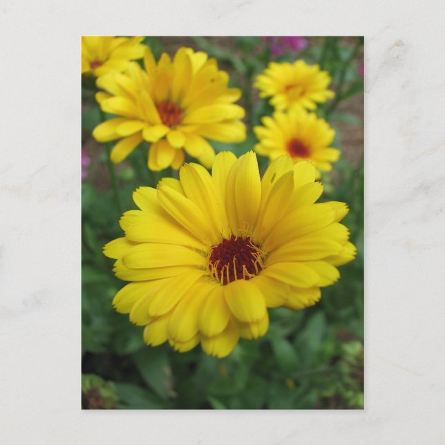 Calendula Blossoms Postcard (Front)