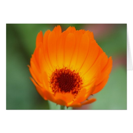 Calendula Card
