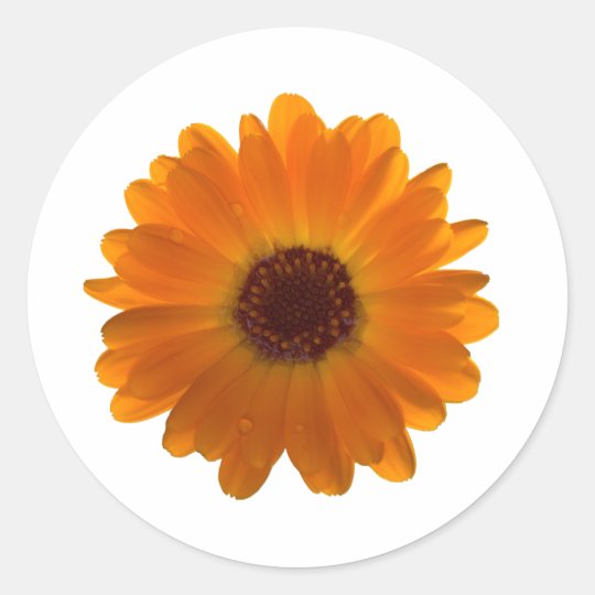 Calendula Classic Round Sticker