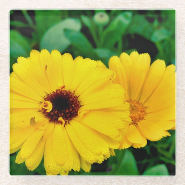 Calendula Officinalis Glass Coaster (Front)