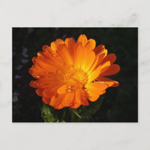 Calendula officinalis postcard