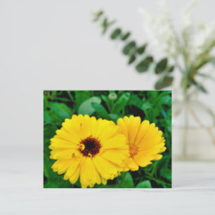 Calendula Officinalis Postcard