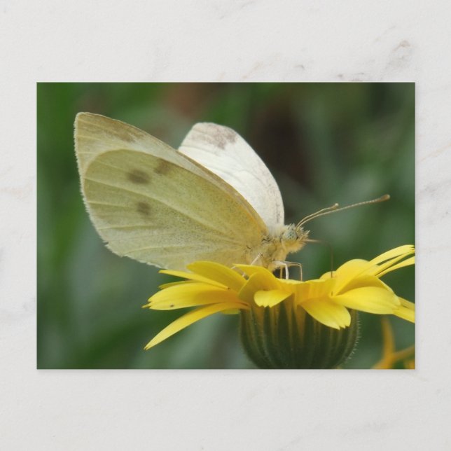 Calendula party! postcard (Front)