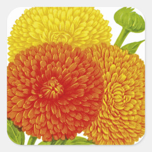 Calendula Vintage Seed Packet Square Sticker