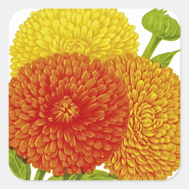 Calendula Vintage Seed Packet Square Sticker (Front)