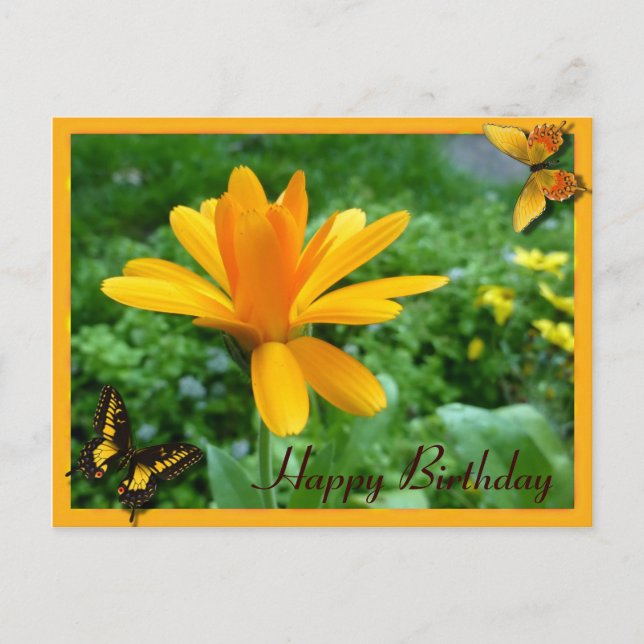 Calendula yellow postcard (Front)