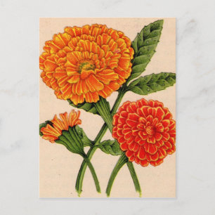 calendulas in orange postcard