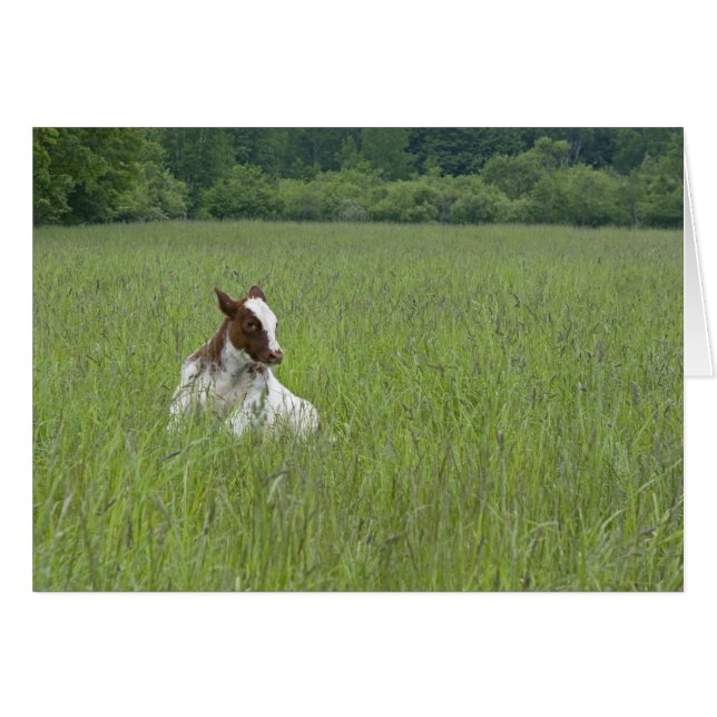 Calf (Front Horizontal)