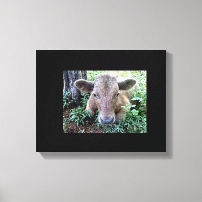 Calf 1 Stretched Canvas Print (Front)