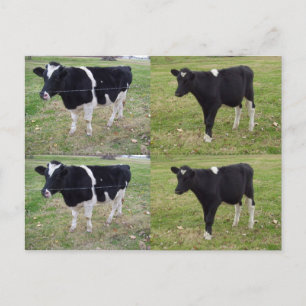 Calf Bookmarkers - customisable Postcard