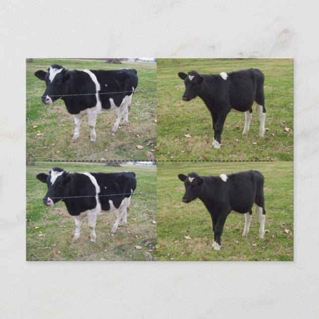 Calf Bookmarkers - customisable Postcard (Front)