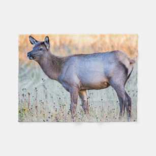 Calf Elk   Madison Junction, Wyoming Fleece Blanket