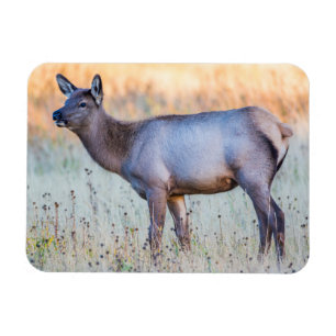 Calf Elk Madison Junction, Wyoming Magnet