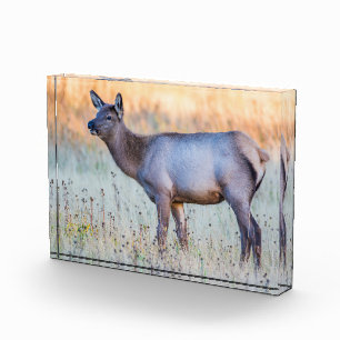 Calf Elk   Madison Junction, Wyoming Photo Block
